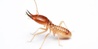 How Often Should You Get a Termite Inspection?