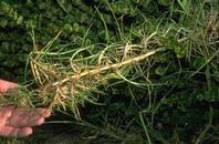 How to Get Rid of Kikuyu Grass