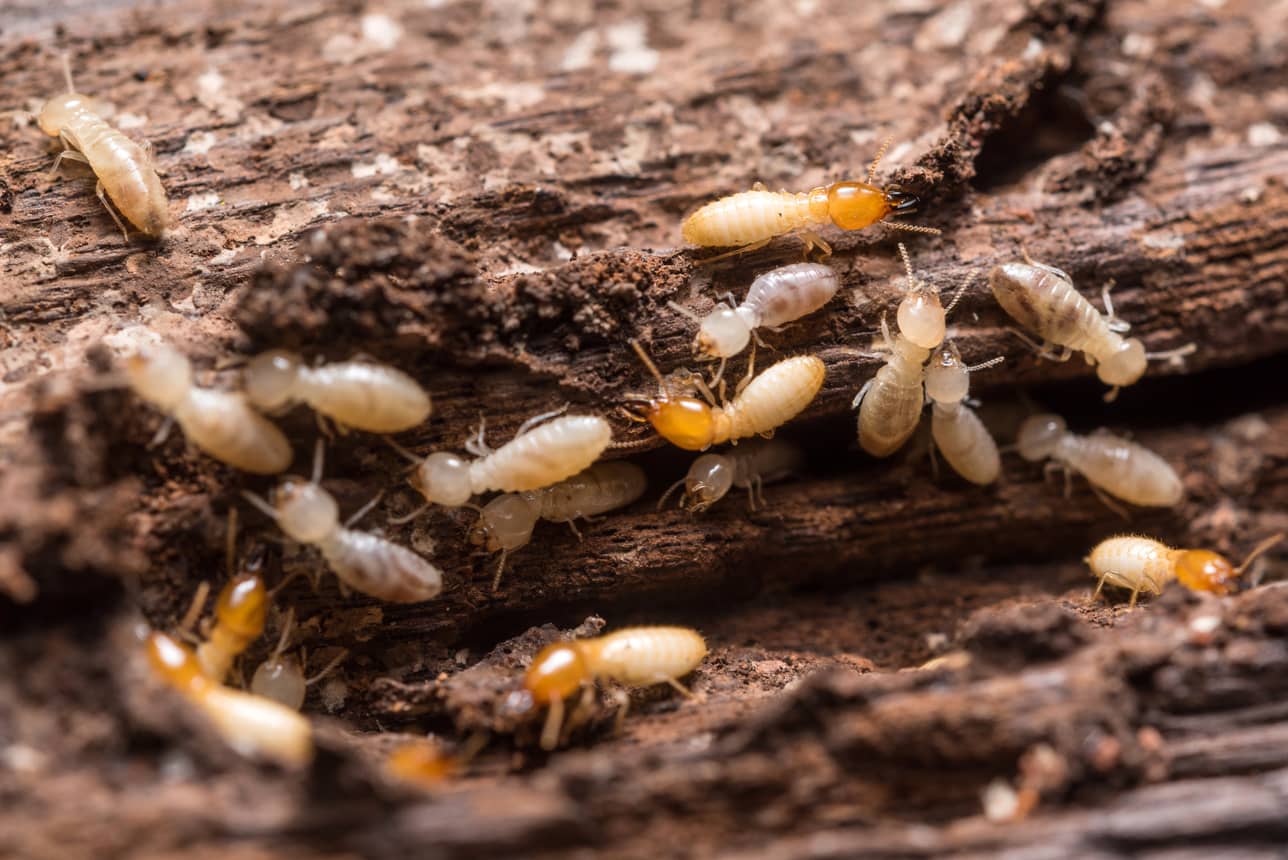 How Often Should You Get a Termite Inspection?