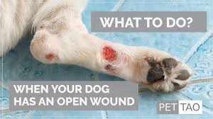 How to Treat an Open Wound on a Dog