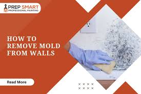 How to Remove Mold from Walls