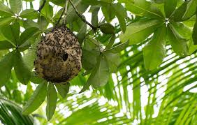 how to remove a wasp nest